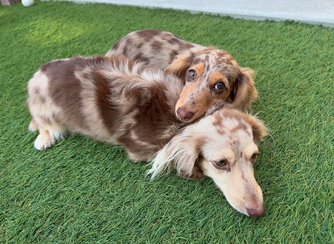 Parent pair Atlas & Willow at Dapper Doxie