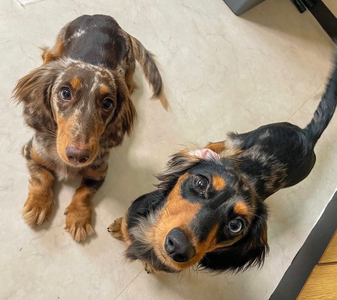 Parent pair Milo & Hazel at Dapper Doxie
