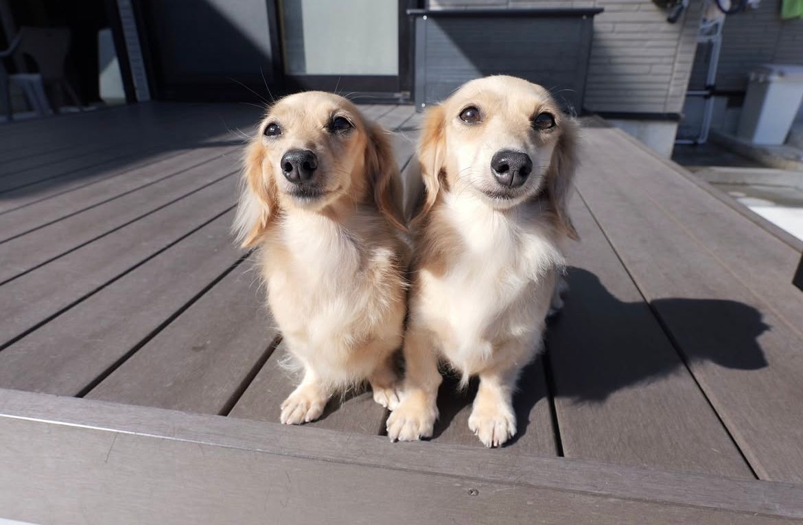 Parent pair Oliver & Daisy at Dapper Doxie