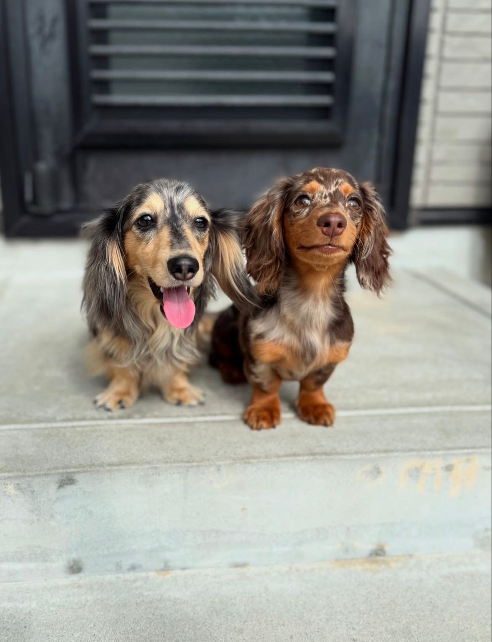 Parent pair Ranger & Luna at Dapper Doxie