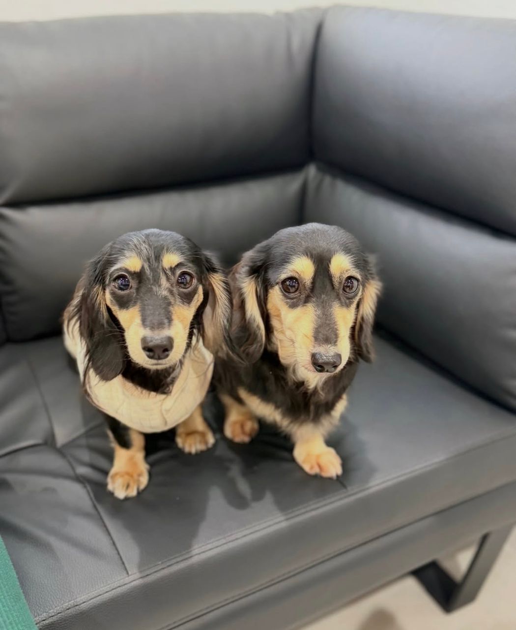 Parent pair Copper & Bella at Dapper Doxie