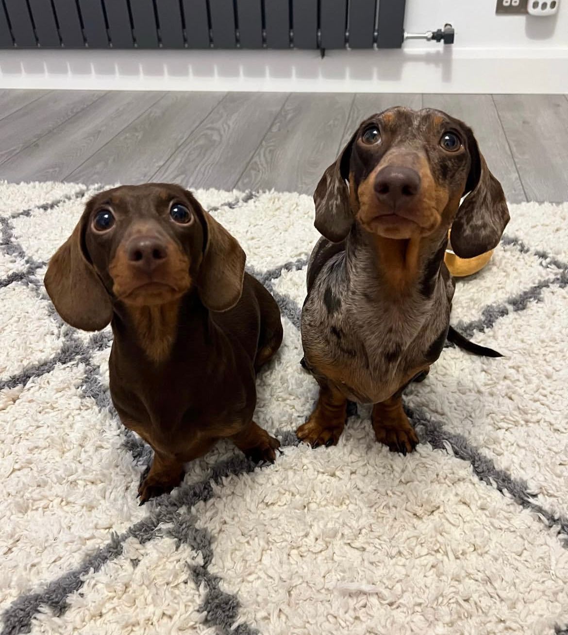 Parent pair Frankie & Lilly at Dapper Doxie
